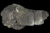 Unprepared Sauropod Limb Bone Section - Colorado #119968-2